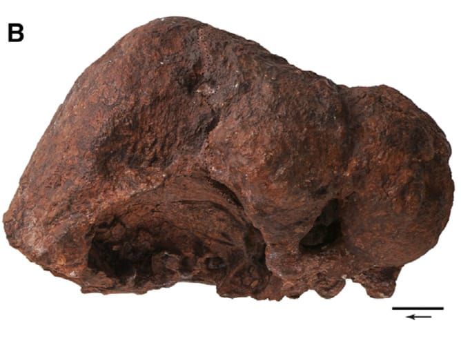 The Triassic Dome-Headed Archosaur