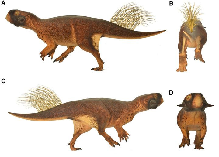A New Look for Psittacosaurus
