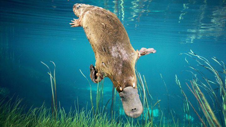 The Mighty Platypus