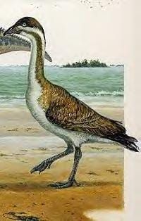 Vegavis and the Honks of the Cretaceous