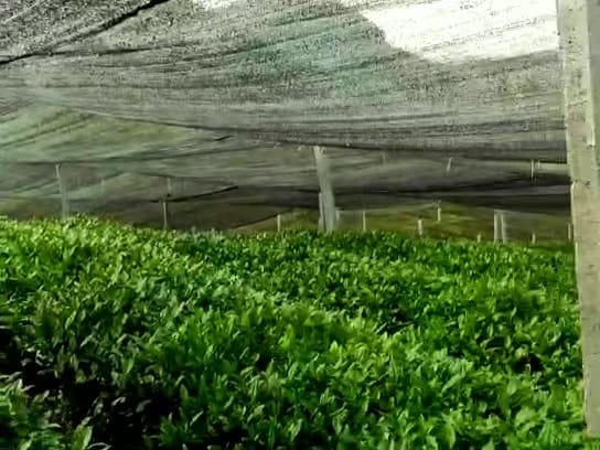 Shade-growing process