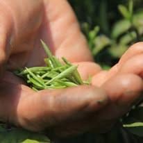 Beyond Slogans: Calibrating Your Palate Memory for Premium Chinese Tea