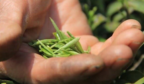 Beyond Slogans: Calibrating Your Palate Memory for Premium Chinese Tea