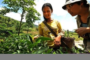 Ming analyzing organic harvests directly at origin