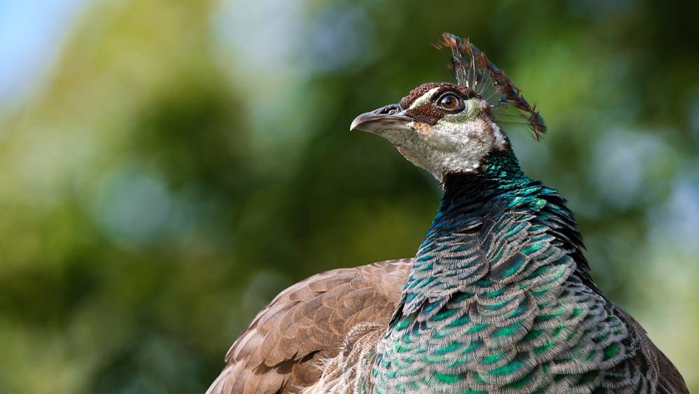 Peahen: Eyes for Genes