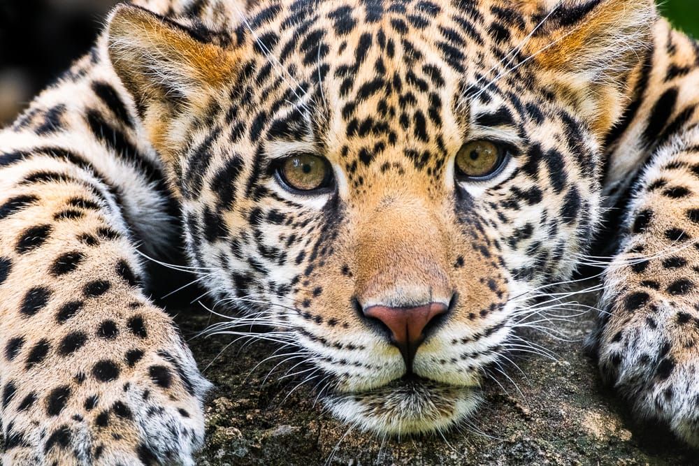 Jaguar: Camo & Curiosity