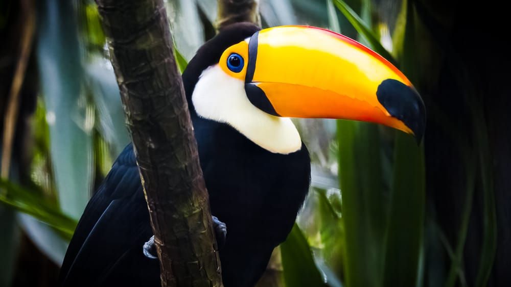 Toucan Beak: Function Meets Style