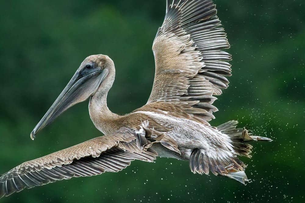 Brown Pelican: Built for the Hunt
