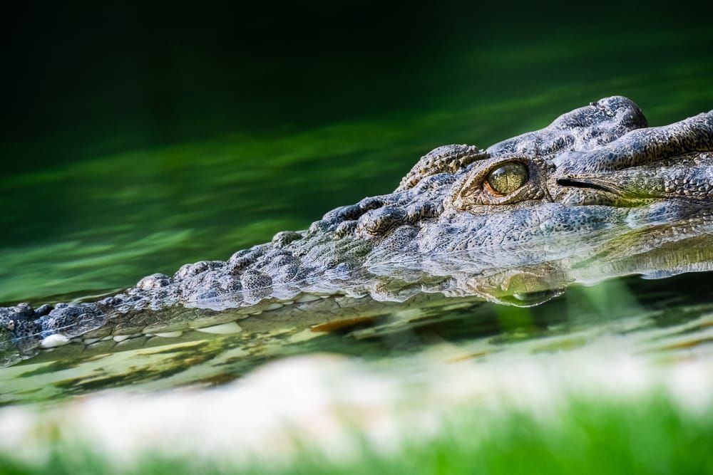 Alligator: Masters of Stealth