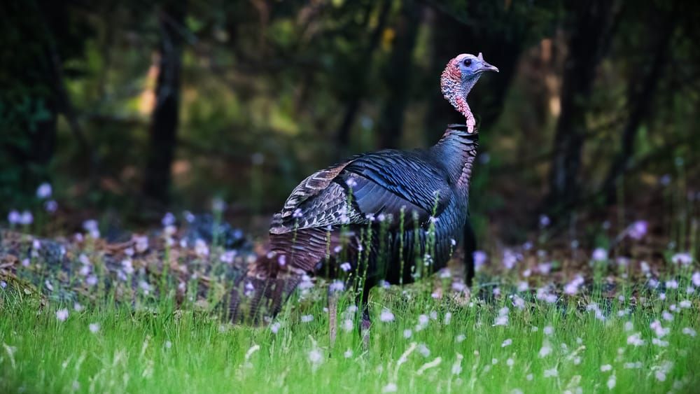 Turkeys: Give Them Better Lives
