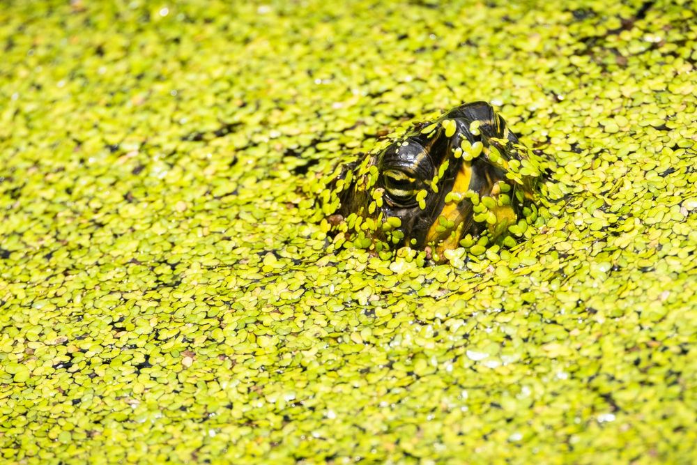 Yellow-bellied Slider: Carnivore to Herbivore