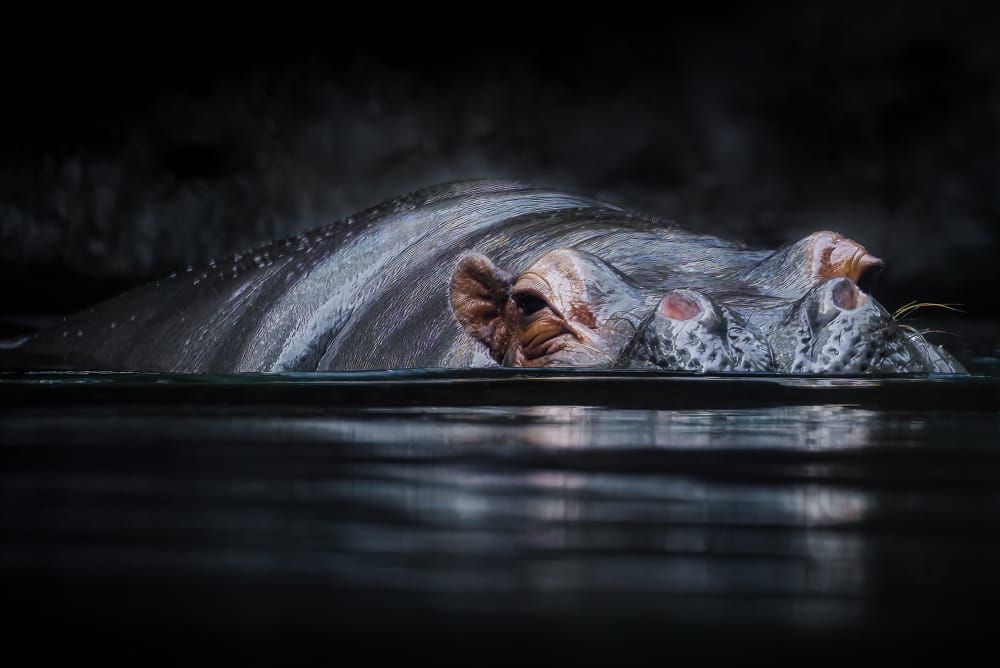 Hippopotamus: Life Beneath the Surface