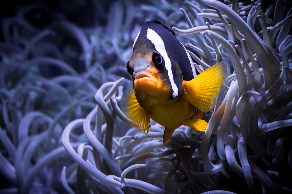 Clark’s Anemonefish: Sting Shield