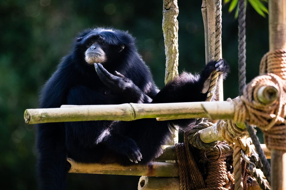Siamangs: The Loudest Ape You've Never Heard Of