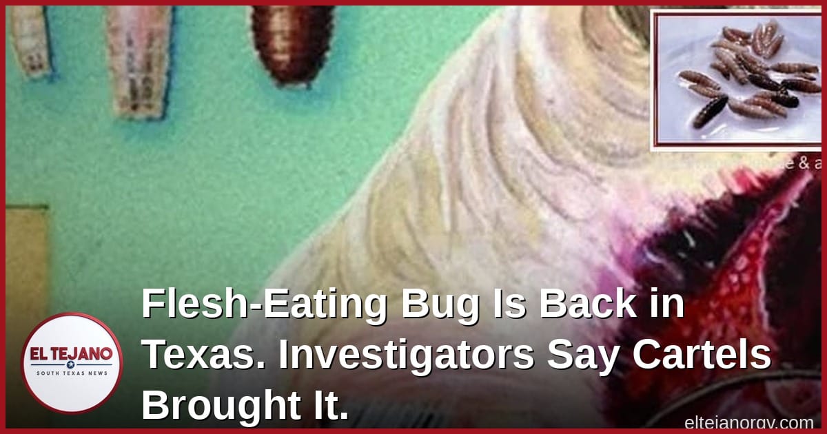 Flesh-Eating Bug Is Back in Texas. Investigators Say Cartels Helped Bring It In.