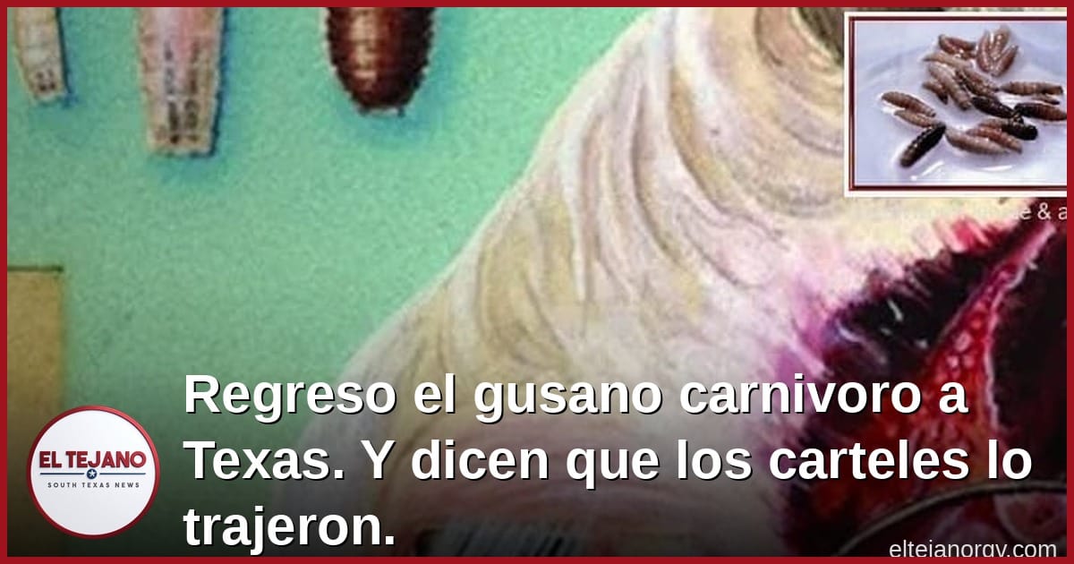 Regreso el gusano carnivoro a Texas. Y dicen que los carteles lo trajeron.