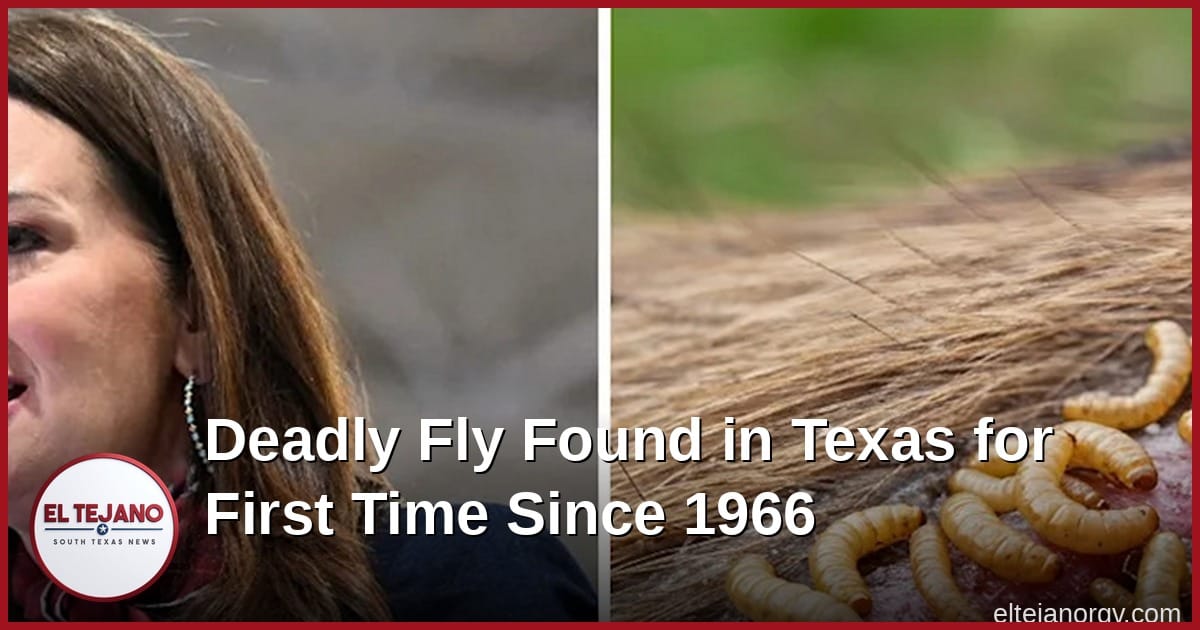 Deadly Fly Found in Texas for First Time Since 1966