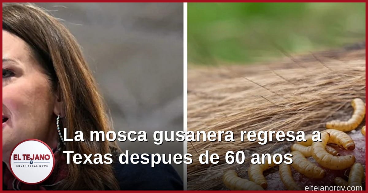 La mosca gusanera regresa a Texas despues de 60 anos