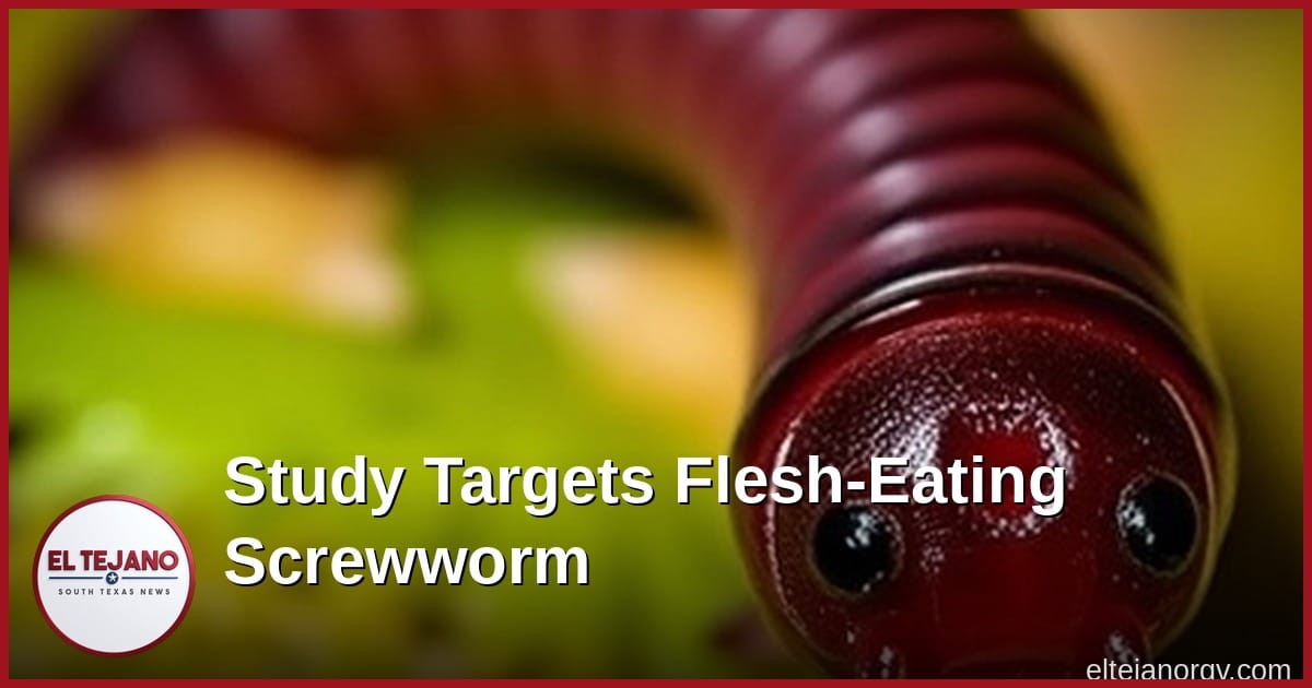 Scientists Study Screwworm's Foul Smell to Build Better Traps
