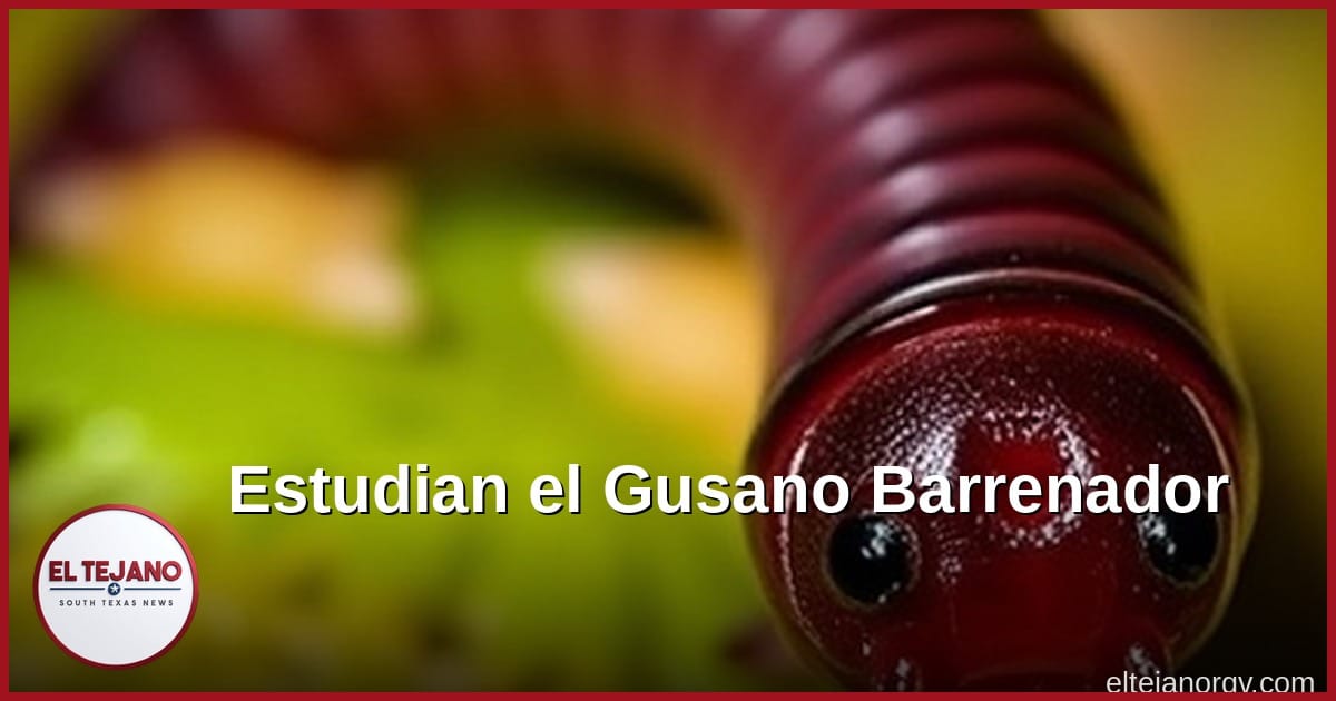 Estudian el Mal Olor del Gusano Barrenador para Hacer Mejores Trampas