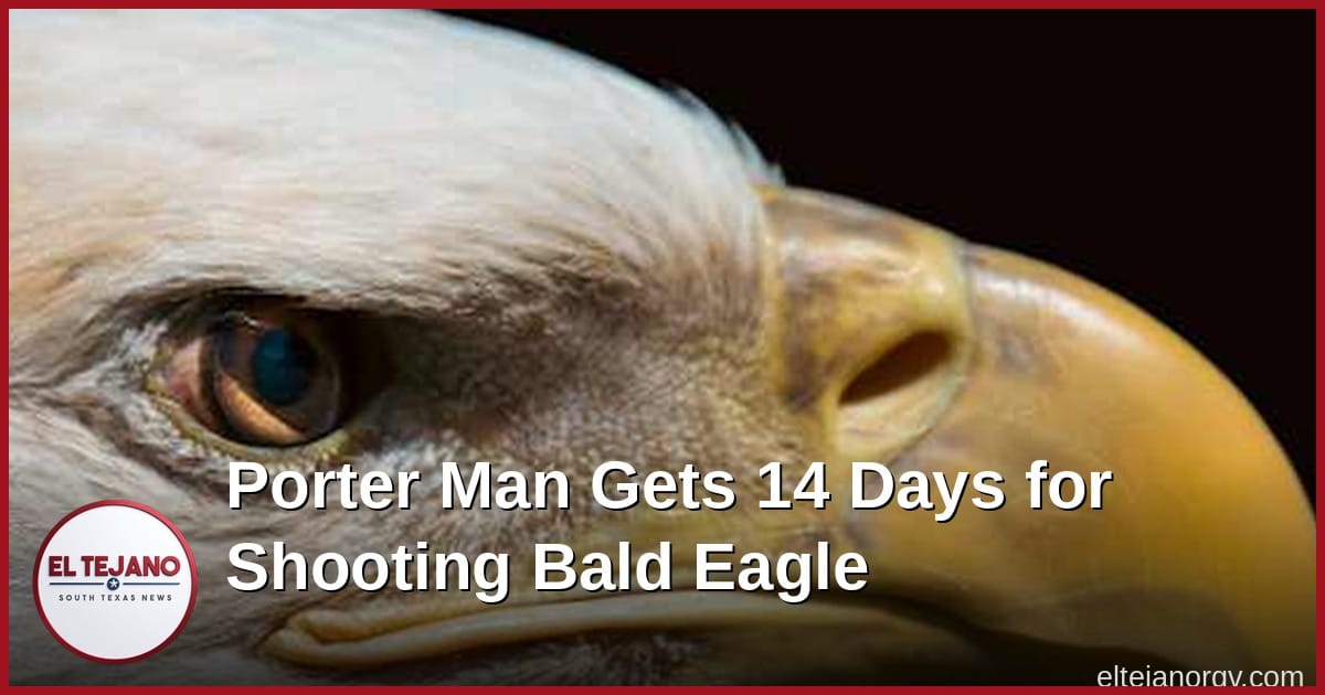 Porter Man Gets 14 Days for Shooting Bald Eagle in His Backyard