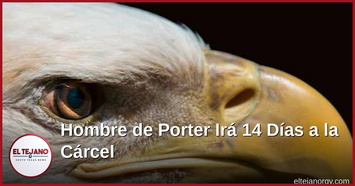 Hombre de Porter Irá 14 Días a la Cárcel por Matar un Águila Calva