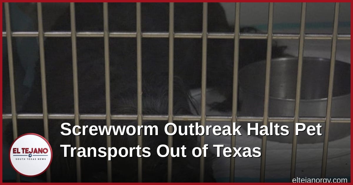 Screwworm Outbreak Halts Pet Transports Out of Texas