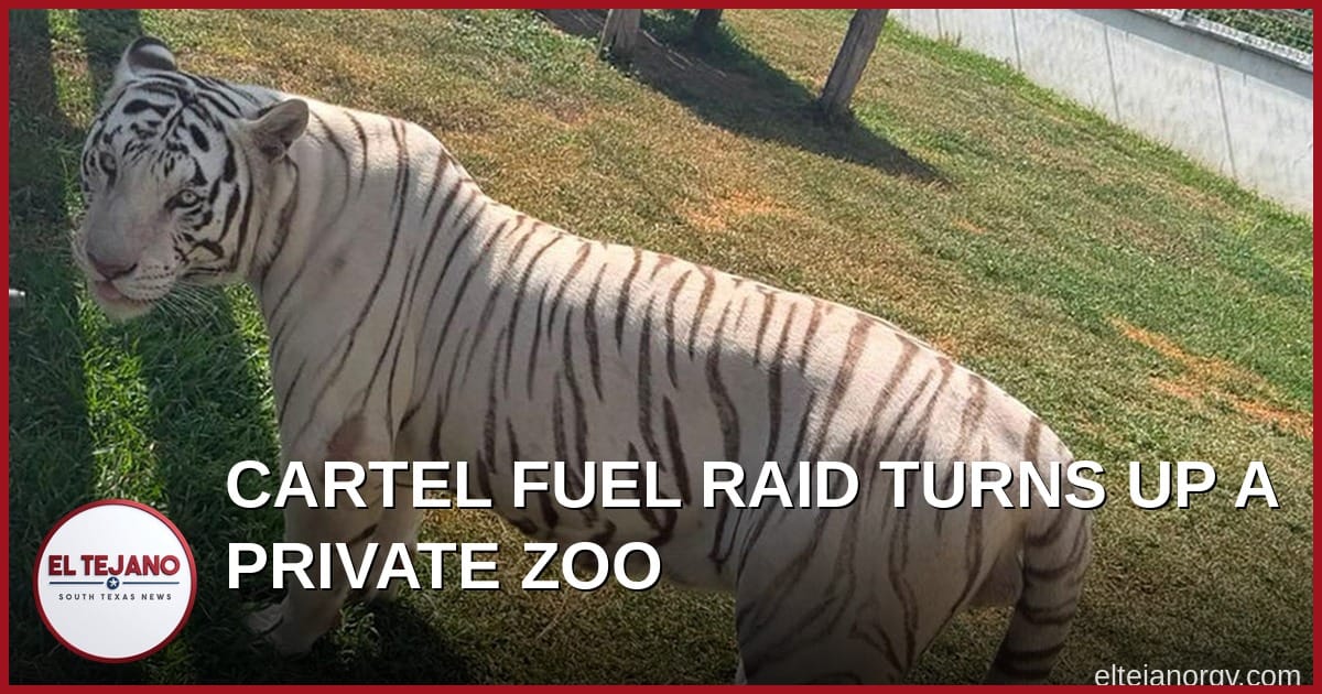 Mexican Raid on Cartel Fuel Theft Ring Turns Up a Private Zoo