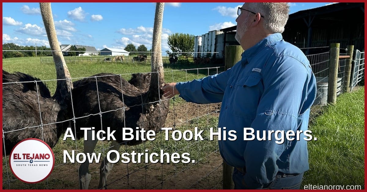 A Tick Bite Took His Burgers. So He Started Raising Ostriches.