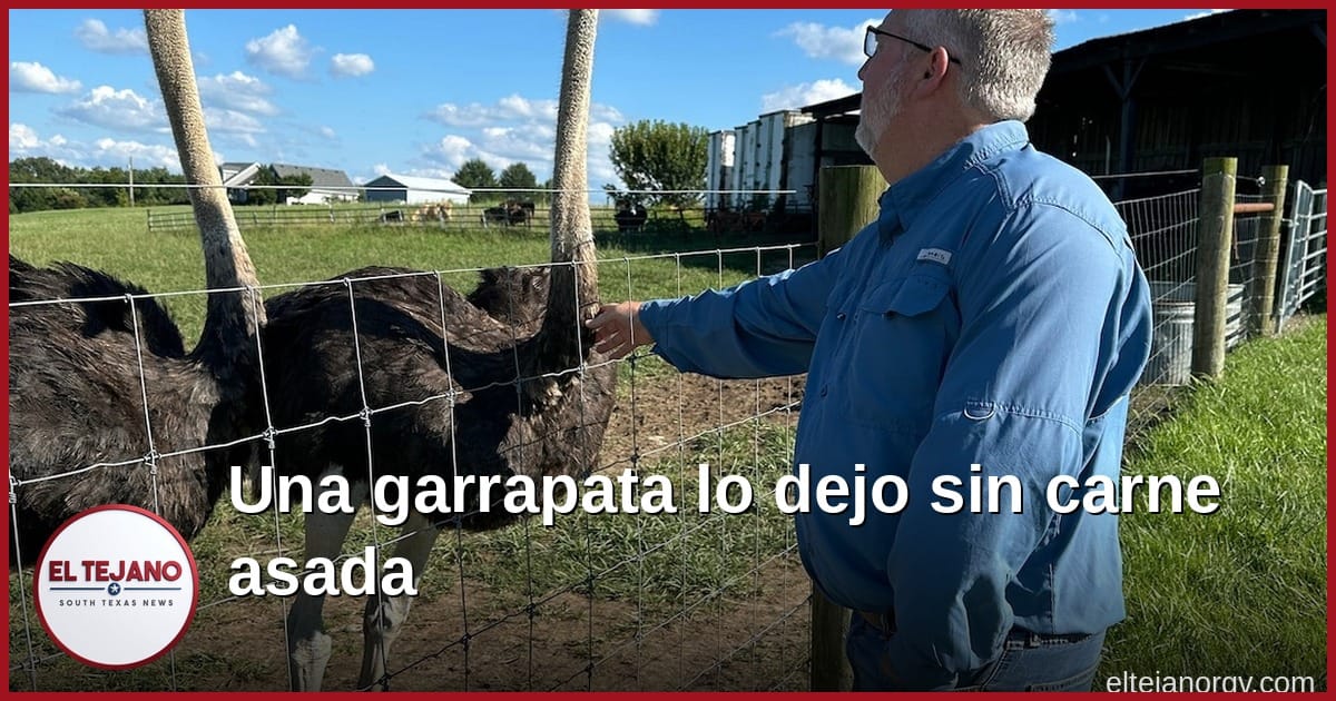 Una garrapata lo dejo sin carne asada. Ahora cria avestruces