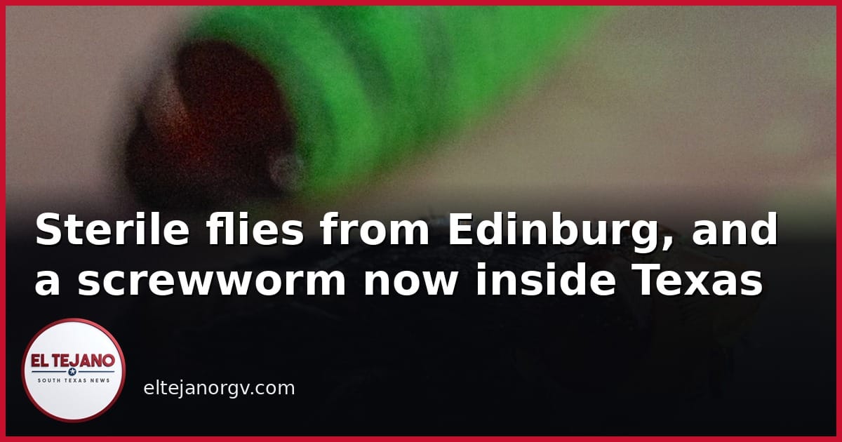 Sterile Flies From Edinburg, Smuggled Horses, and a Screwworm Now Inside Texas