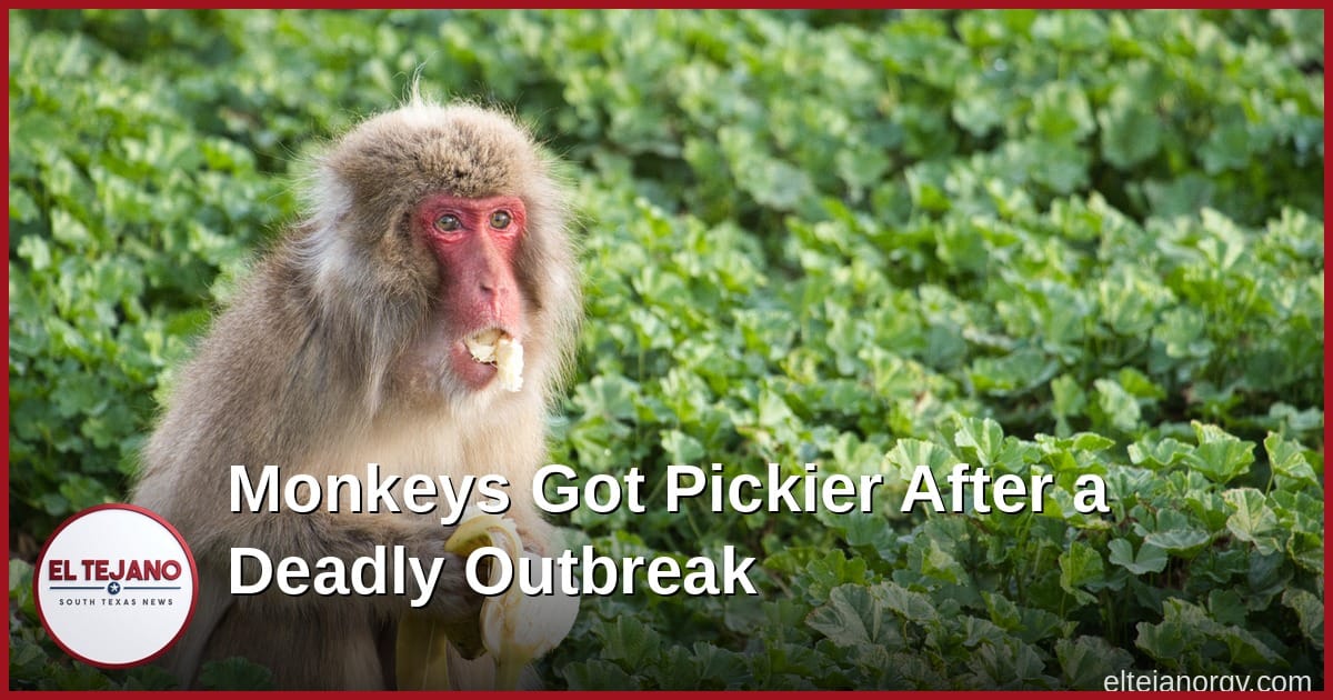 Monkeys That Lived Through a Deadly Outbreak Got Pickier About Dirty Food