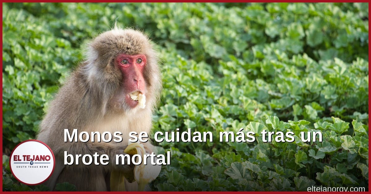 Monos Que Sobrevivieron un Brote Mortal Ahora Se Fijan Más en la Comida Sucia