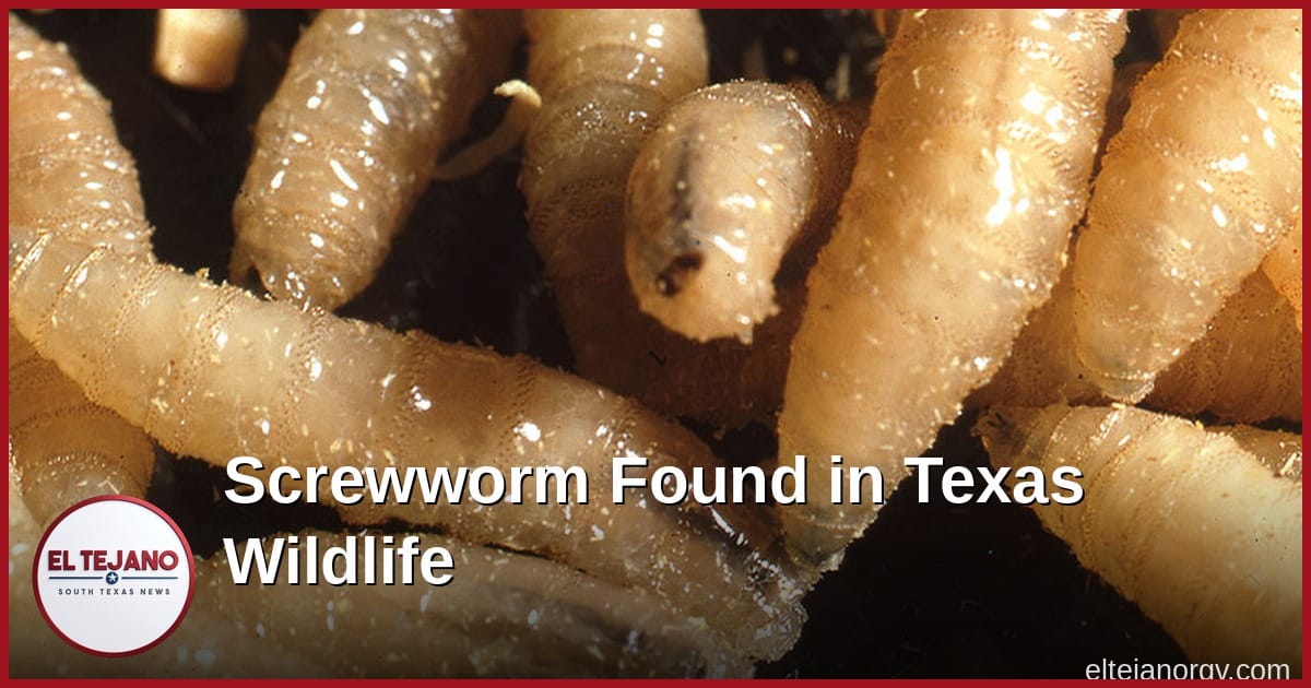 Flesh-Eating Screwworm Found in U.S. Wildlife for the First Time, in a Texas Elk