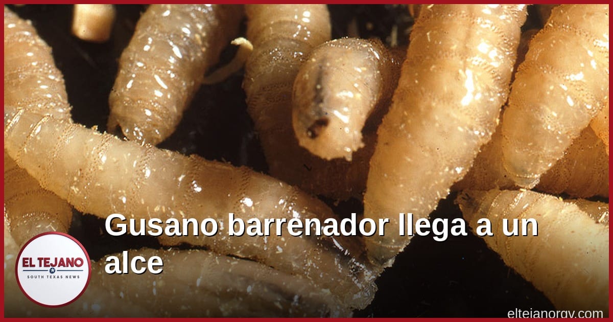 Cazadores de Texas, ojo: el gusano barrenador ya llegó a un alce