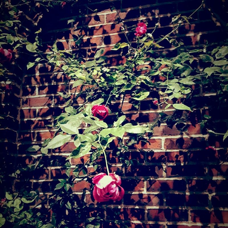 Wall Flower