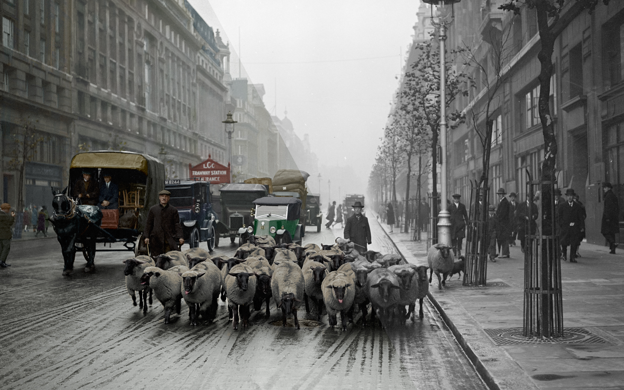 1926: Driving a Flock of Sheep through London