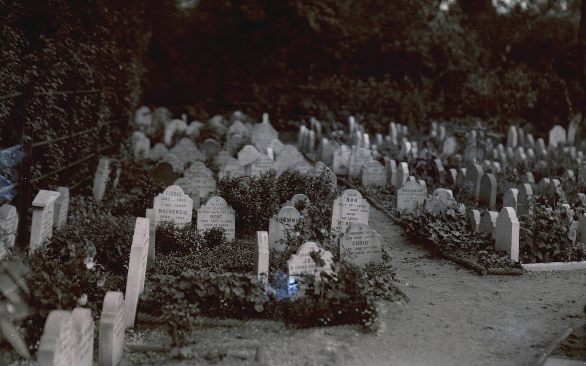 Cherry the Pioneering Dog