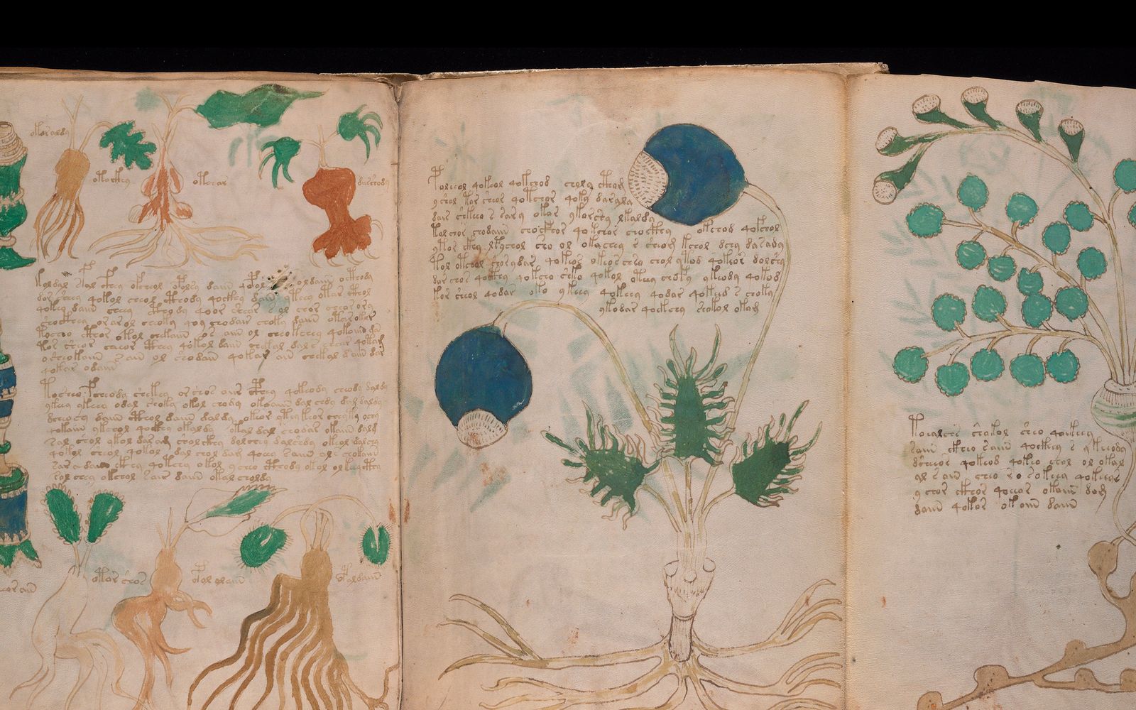 The Voynich Manuscript post image