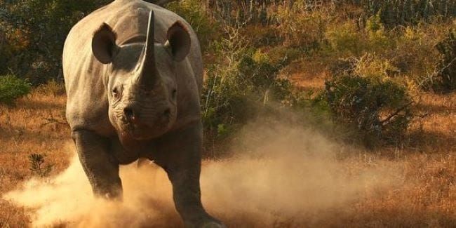 Credit Suisse strukturiert und platziert den “Rhino Bond” der Weltbank