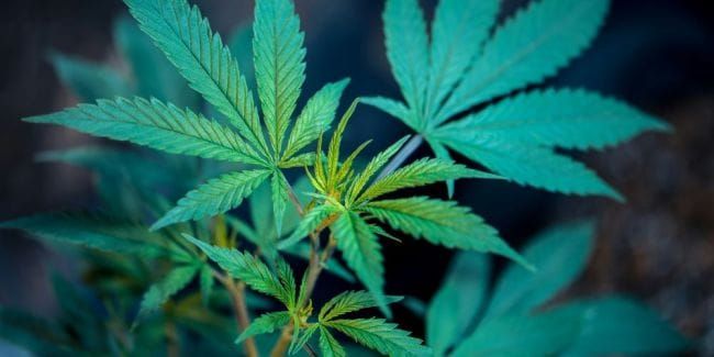 L-QIF: Die neue Fondskategorie feiert ein berauschendes Debüt mit einem Cannabis-Fonds