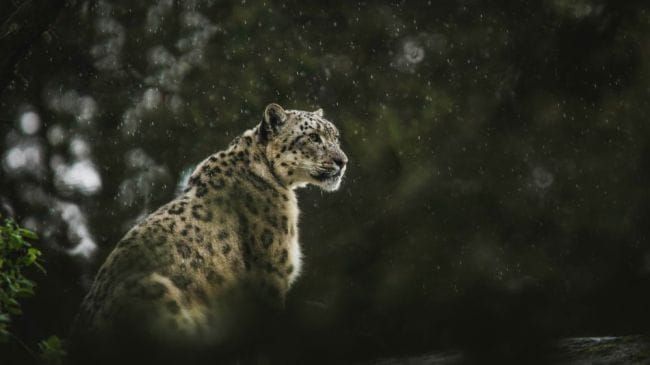 Drei Schnee-Leoparden - oder besser gar nichts?