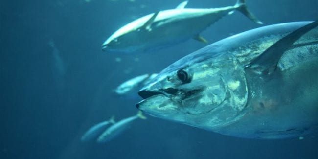 Thunfisch-Bonds: Mosambik erhält 825 Millionen Dollar zurück