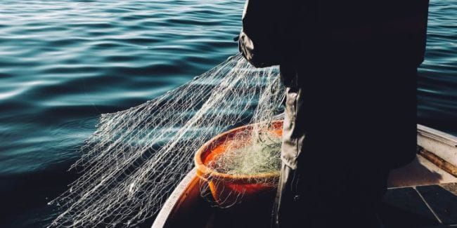 Fisch auf vernünftige Art