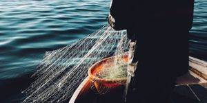 Fisch auf vernünftige Art