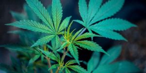 L-QIF: Die neue Fondskategorie feiert ein berauschendes Debüt mit einem Cannabis-Fonds