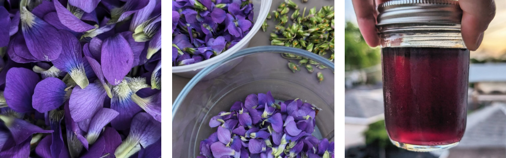 2024 foraging highlights & allium pesto