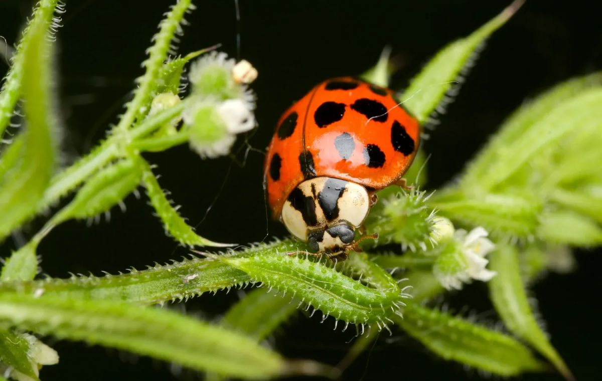 beginner macro part 2: settings