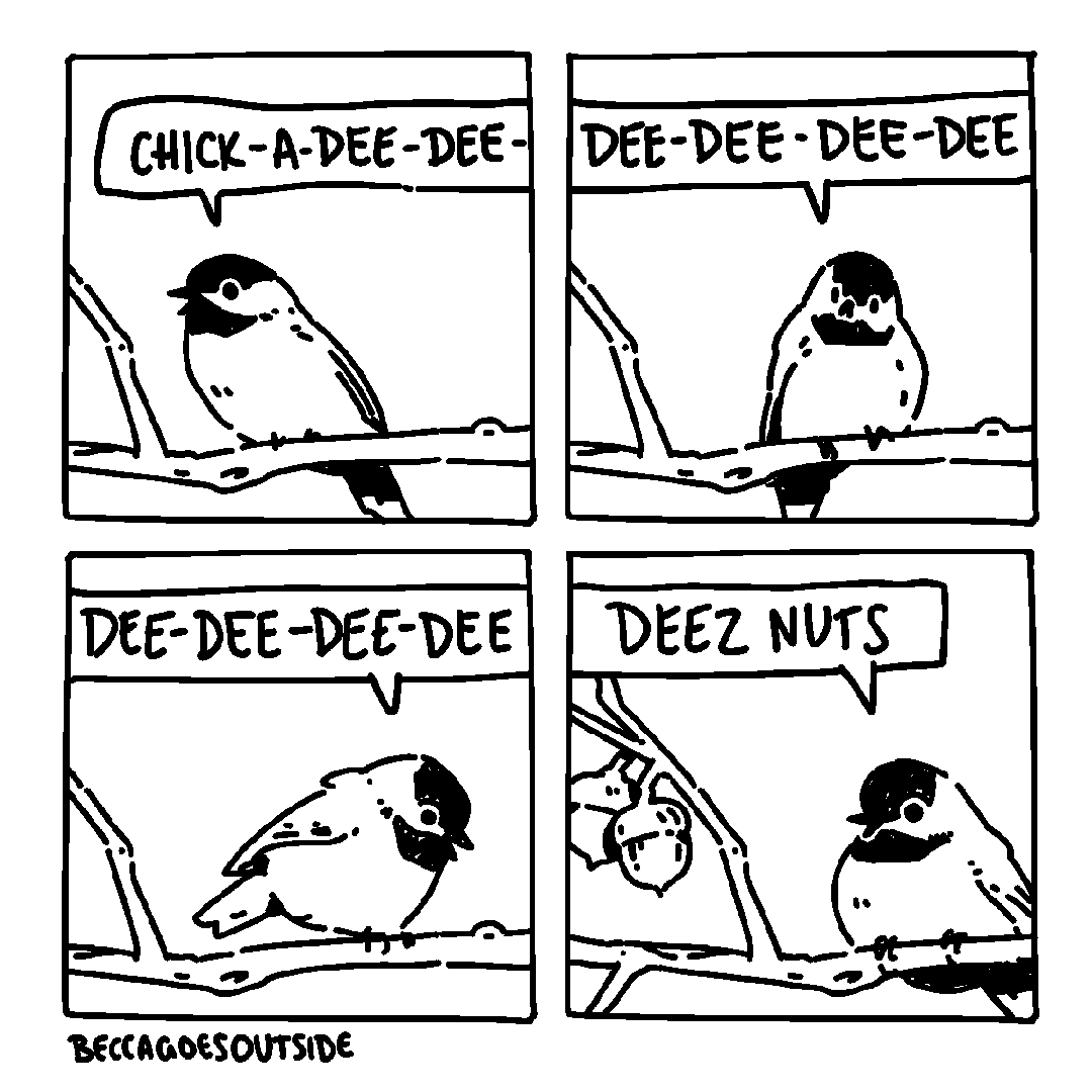 comic & process: chick-a-dee-dee