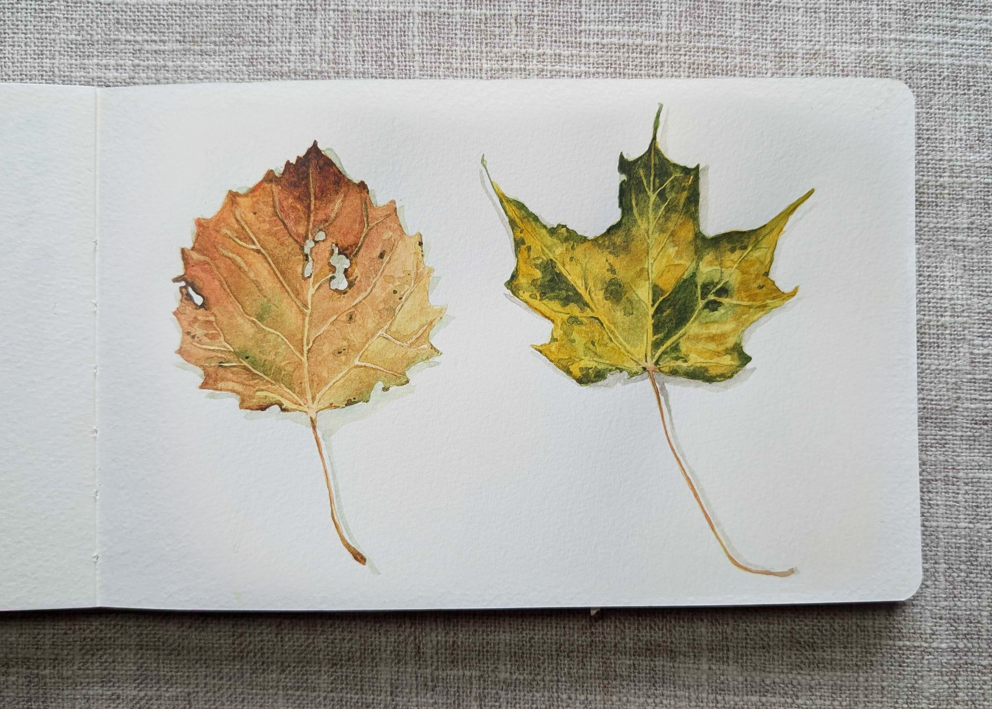 watercolor highlights